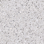 Terrazzo Traditional Cenere | AT2